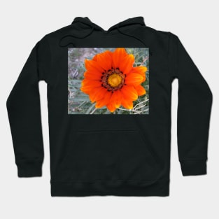 Gazania 5 Hoodie